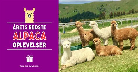 g tur med alpaca kbenhavn|Gåtur med alpaca